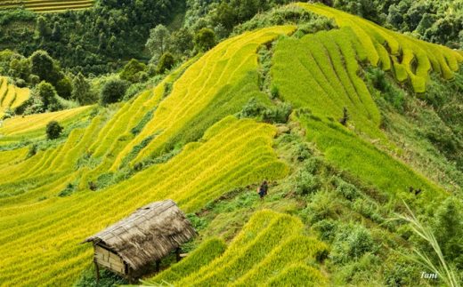 du-lich-mu-cang-chai.jpg