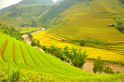 mu-cang-chai-mua-lua-chin-1.jpg
