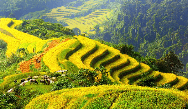 ha-giang-mua-lua-chin.png