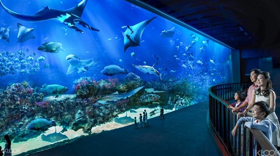 kinh-nghiem-huong-dan-di-lai-mua-ve-o-sea-aquarium-singapore-2